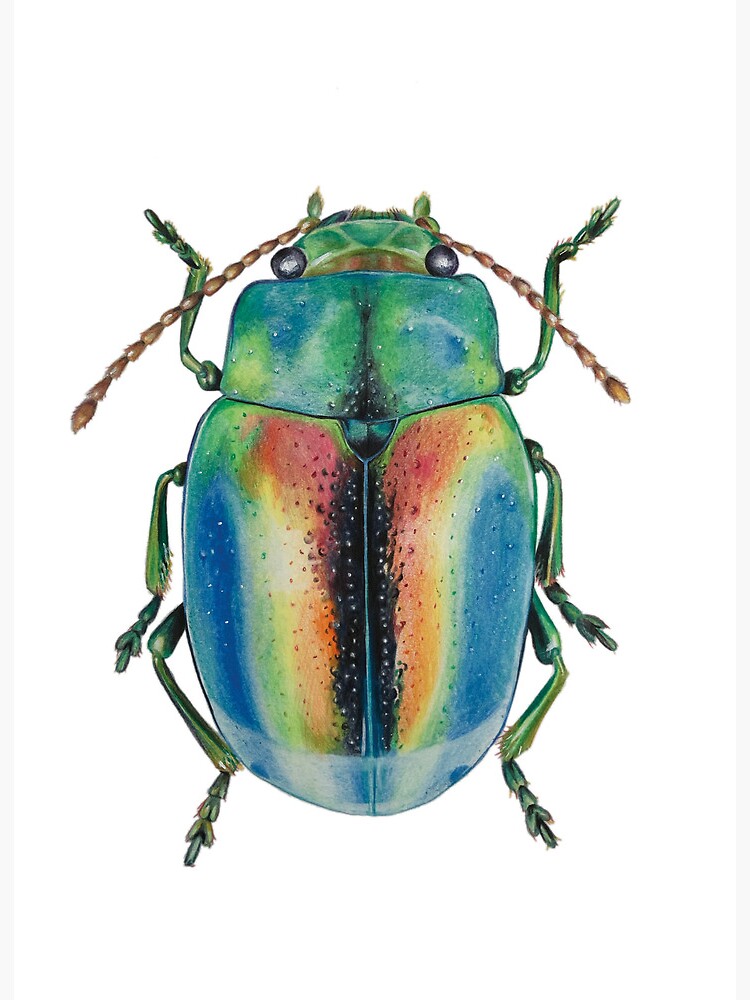 Sac insectes et coléoptères colorés