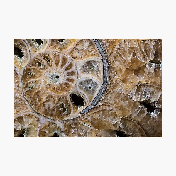 Item preview, Calcified ammonite designed and sold by Spondylus.