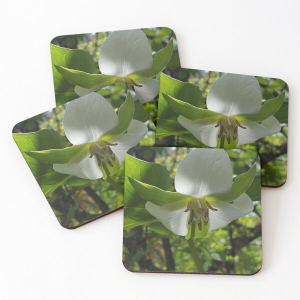 Item preview, Drooping trillium designed and sold by schmidy-botany.