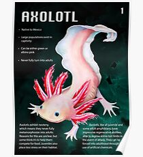 Axolotl Educational Print Poster