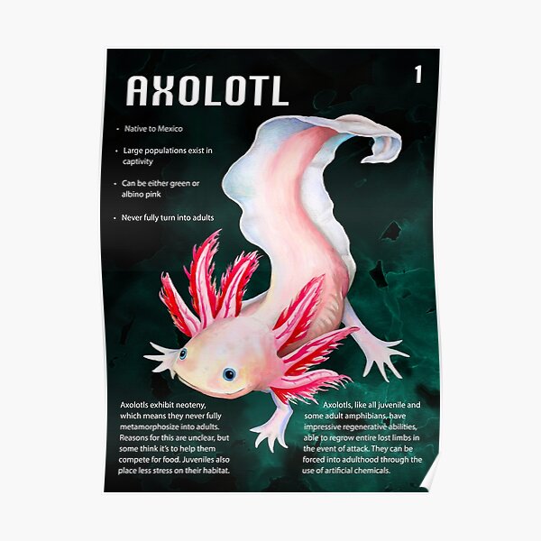 Axolotl Posters | Redbubble