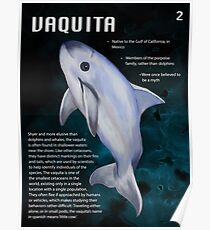 Vaquita Educational Print Poster