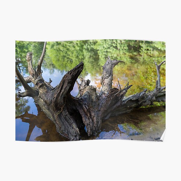 Root and reflection in the lake Poster