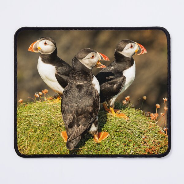 Item preview, Staffa Puffin Trio, Inner Hebrides, Scotland. designed and sold by PhotosEcosse.