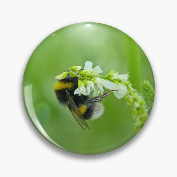 Item preview, Bumblebee on a white sweetclover flower designed and sold by xophotography.
