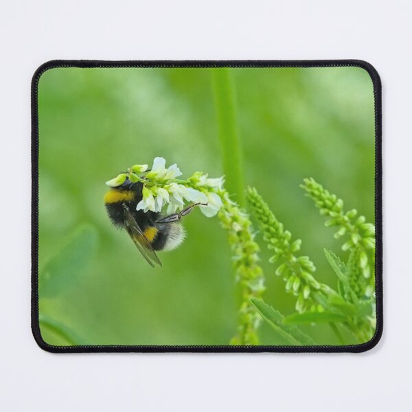Item preview, Bumblebee on a white sweetclover flower designed and sold by xophotography.