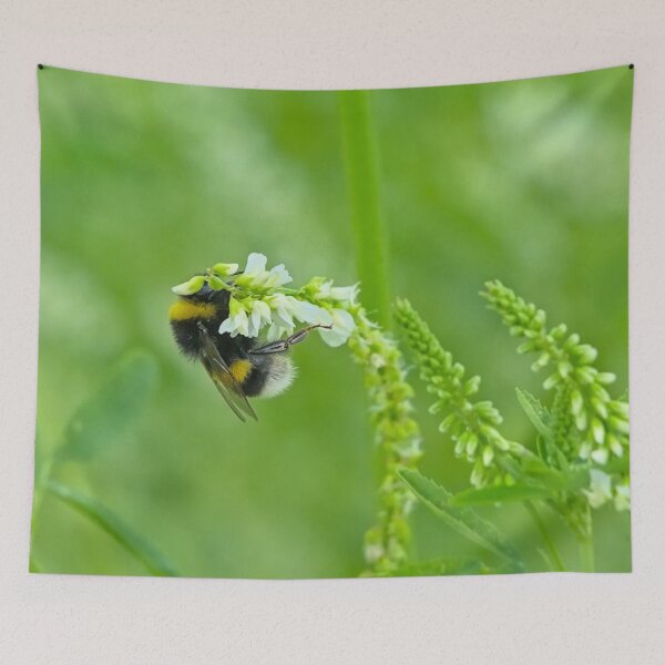 Item preview, Bumblebee on a white sweetclover flower designed and sold by xophotography.