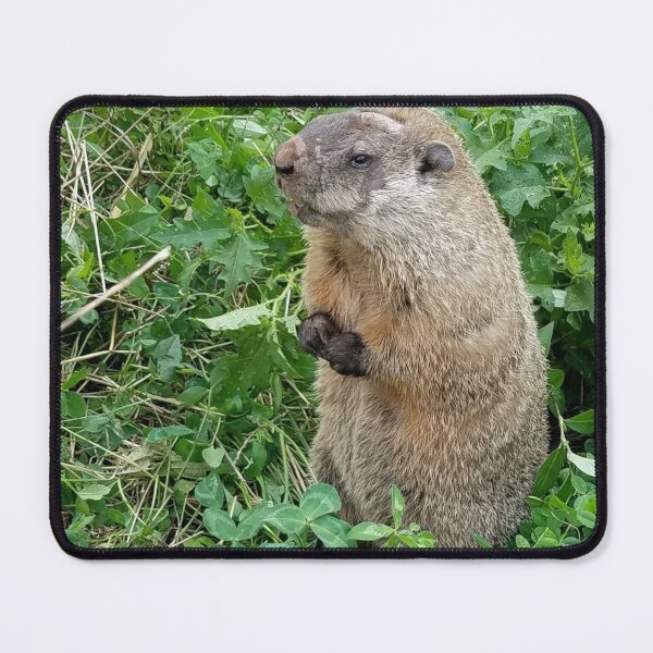 Item preview, Elderly Groundhog designed and sold by MooseDogPhotos.