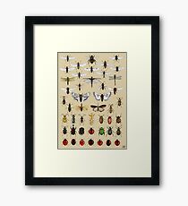 Entomology Insect studies collection Framed Print