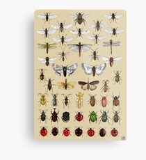 Entomologie Insektenstudien Sammlung Metallbild