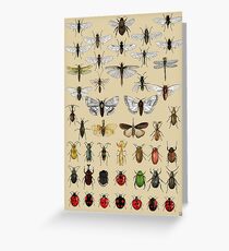 Entomology Insect studies collection Greeting Card
