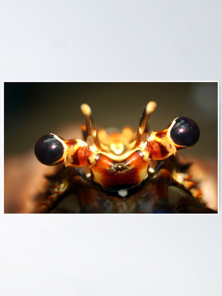 "Lobster Eyes Up Close Series" Poster for Sale by hmooney101 Redbubble