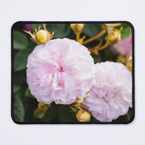 Item preview, Pink Summer Roses designed and sold by Tanya C Smith.