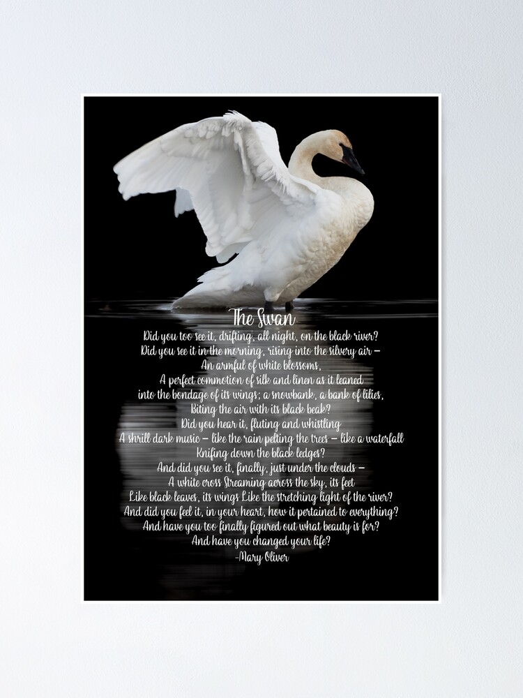 "The Swan Classic Poem by Mary Oliver" Poster by Caregiverology Redbubble