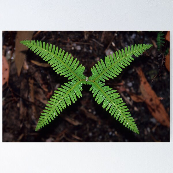 Item preview, Symmetry designed and sold by Travis Easton.