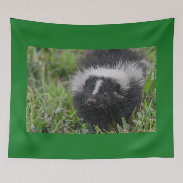 Item preview, Baby Skunk Black and White Wildlife Photograph designed and sold by SafariByMarisa.