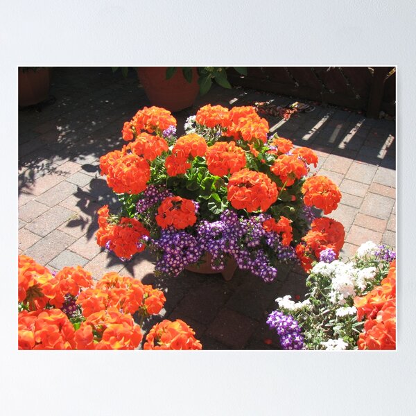 Item preview, The Glory of Geraniums designed and sold by MidnightMelody.