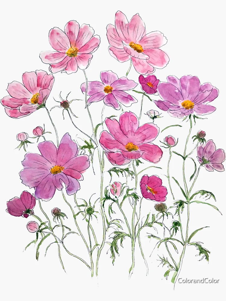 Cuadro numerado para pintar Pinnate Cosmos - Pink Field Flower in