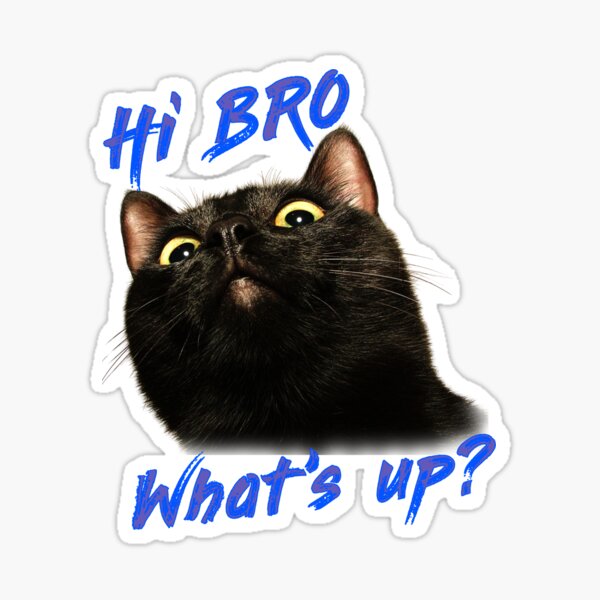 "The black cat is talking Hi BRO What's up?" Sticker for Sale by ...