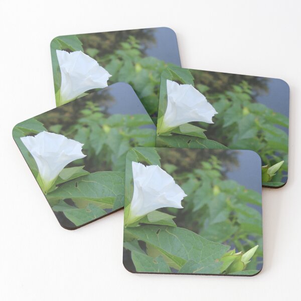 Item preview, White Morning Glory and Bud designed and sold by Kathleen Brant.