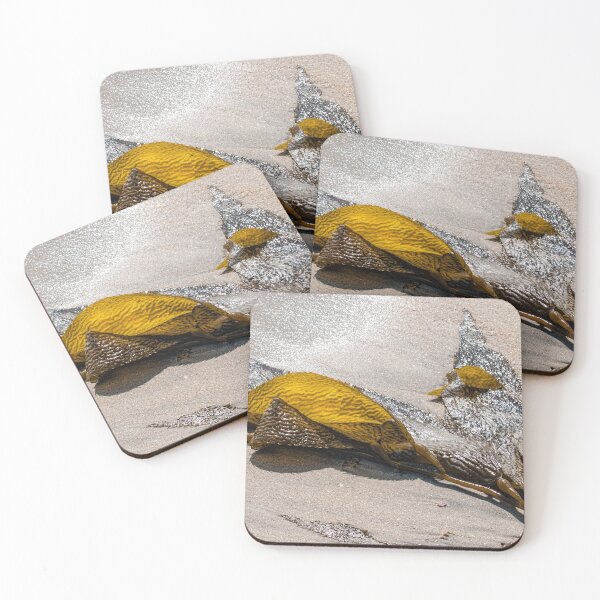 Item preview, Backlit seaweed designed and sold by Art in Nature.