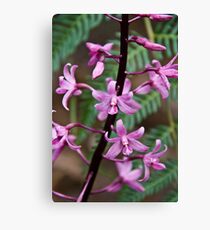Hyacinth Orchid Canvas Print