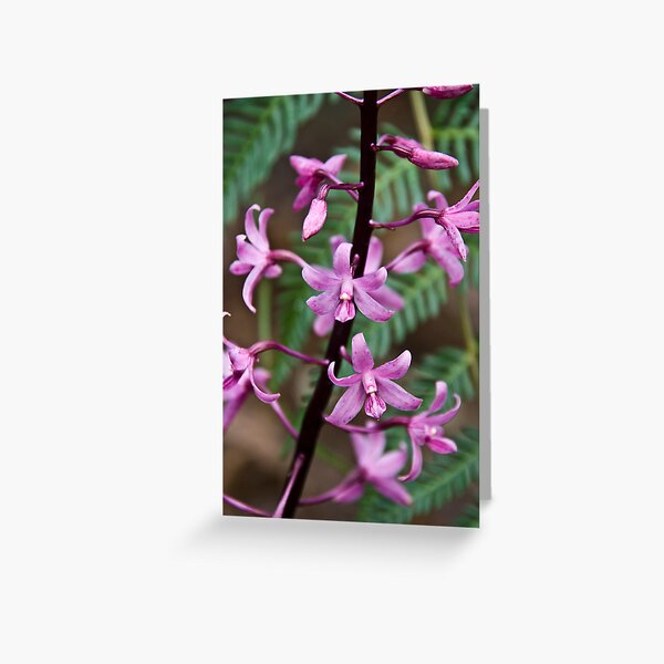 Item preview, Hyacinth Orchid designed and sold by BrainCandy.