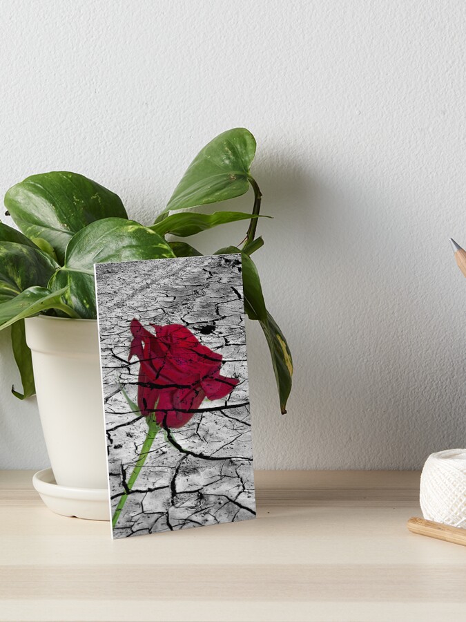 Red Rose On The Ground Cracked By Drought Art Board Print By Astralia Redbubble