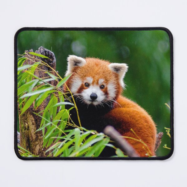 Item preview, ANIMALS #17 - Adorable Red Panda in Tree designed and sold by DEL-Productions.