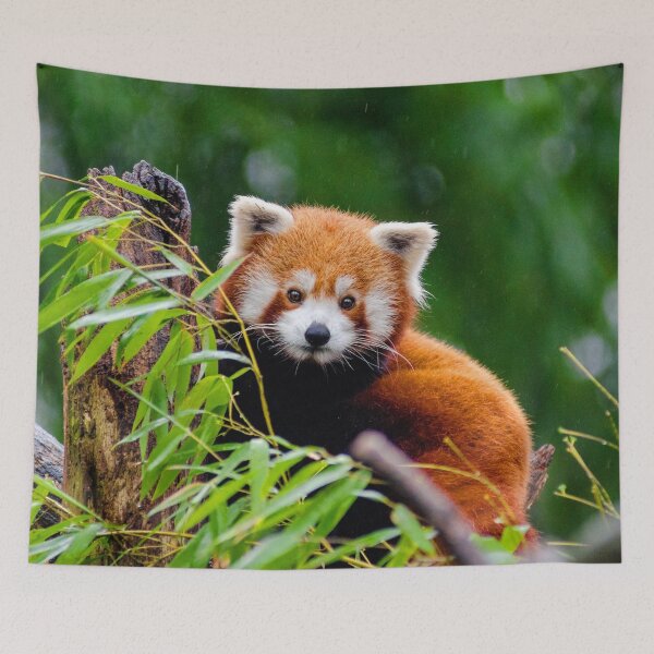 Item preview, ANIMALS #17 - Adorable Red Panda in Tree designed and sold by DEL-Productions.
