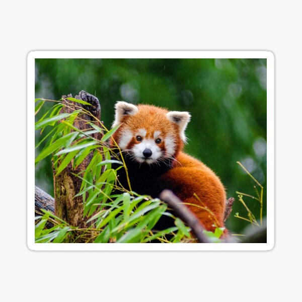 Item preview, ANIMALS #17 - Adorable Red Panda in Tree designed and sold by DEL-Productions.