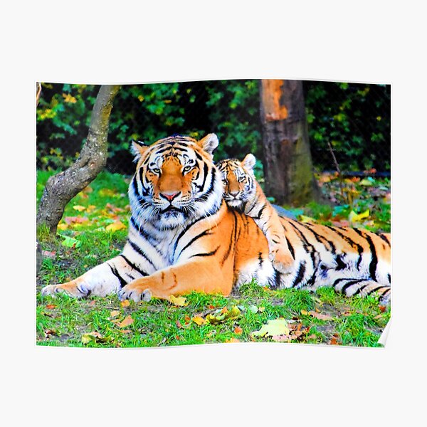 MGVDSES Cute Baby Bengal Tiger Cub Animals Black and White Poster Wall Art  Gift Decor 01 Canvas Post…See more MGVDSES Cute Baby Bengal Tiger Cub