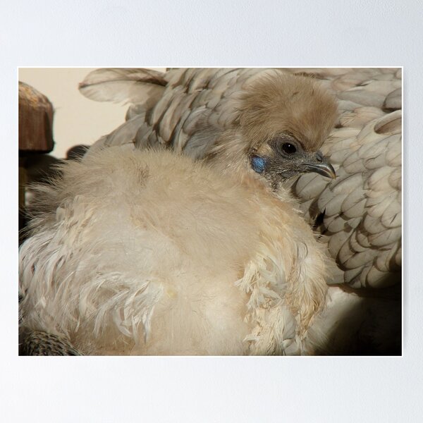 Aperçu de l'œuvre I'm Silk In A Sea Of Feathers!!! - Silky Hen - NZ créée et vendue par AndreaEL.