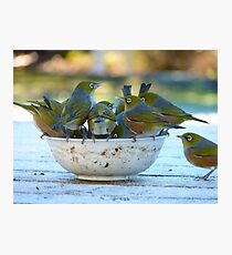 Make Room, My Feet Are Freezing Down Here!! - Silver-Eyes - NZ Photographic Print
