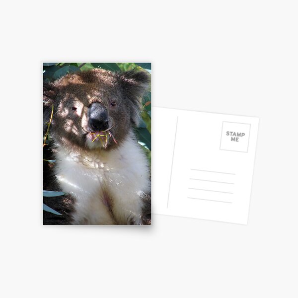 Koala Postcard