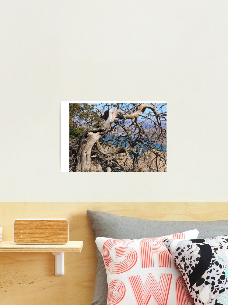 Thumbnail 2 of 3, Photographic Print, Twisted Trees designed and sold by OmensRest.