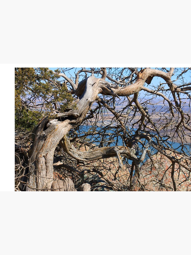 Thumbnail 3 of 3, Photographic Print, Twisted Trees designed and sold by OmensRest.