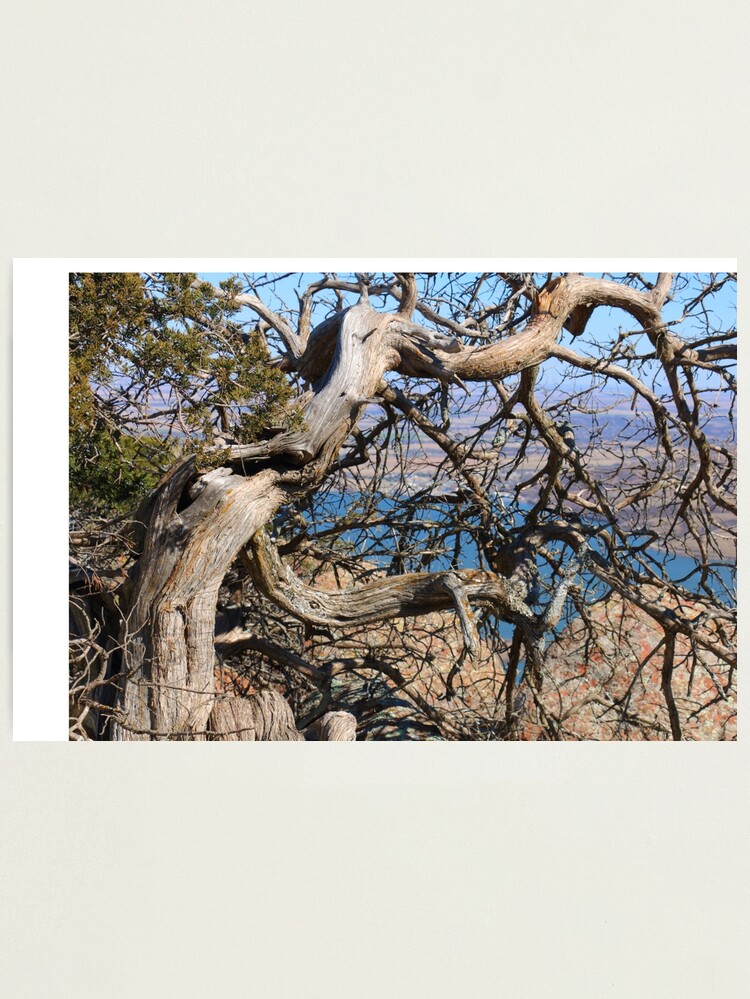Thumbnail 1 of 3, Photographic Print, Twisted Trees designed and sold by OmensRest.