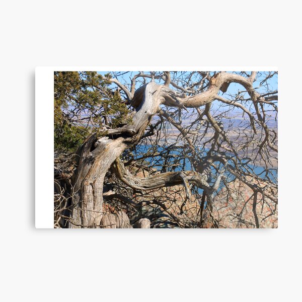 Twisted Trees Metal Print