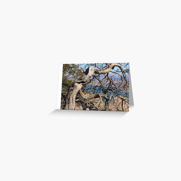 Twisted Trees Greeting Card
