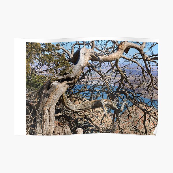 Twisted Trees Poster