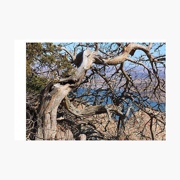 Twisted Trees Photographic Print