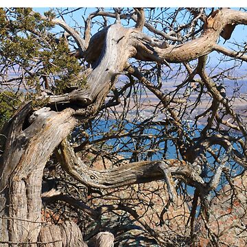 Artwork thumbnail, Twisted Trees by OmensRest