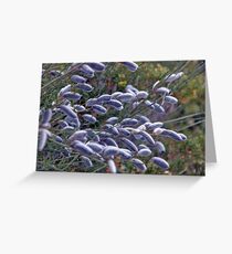 Salix Cinerea Greeting Card