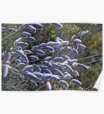 Salix Cinerea Poster
