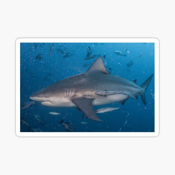 Bull Shark Sticker