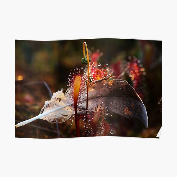 "30.6.2022 Meat Eating Plant at Marsh" Poster for Sale by Wolfheart