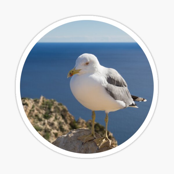 Seagull of the Mediterranean coast Sticker