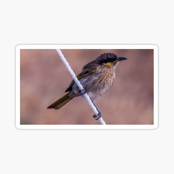 Wren at Streaky Bay Sticker