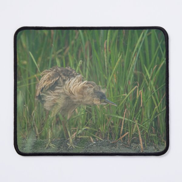 Item preview, American Bittern designed and sold by Michael Cummings.